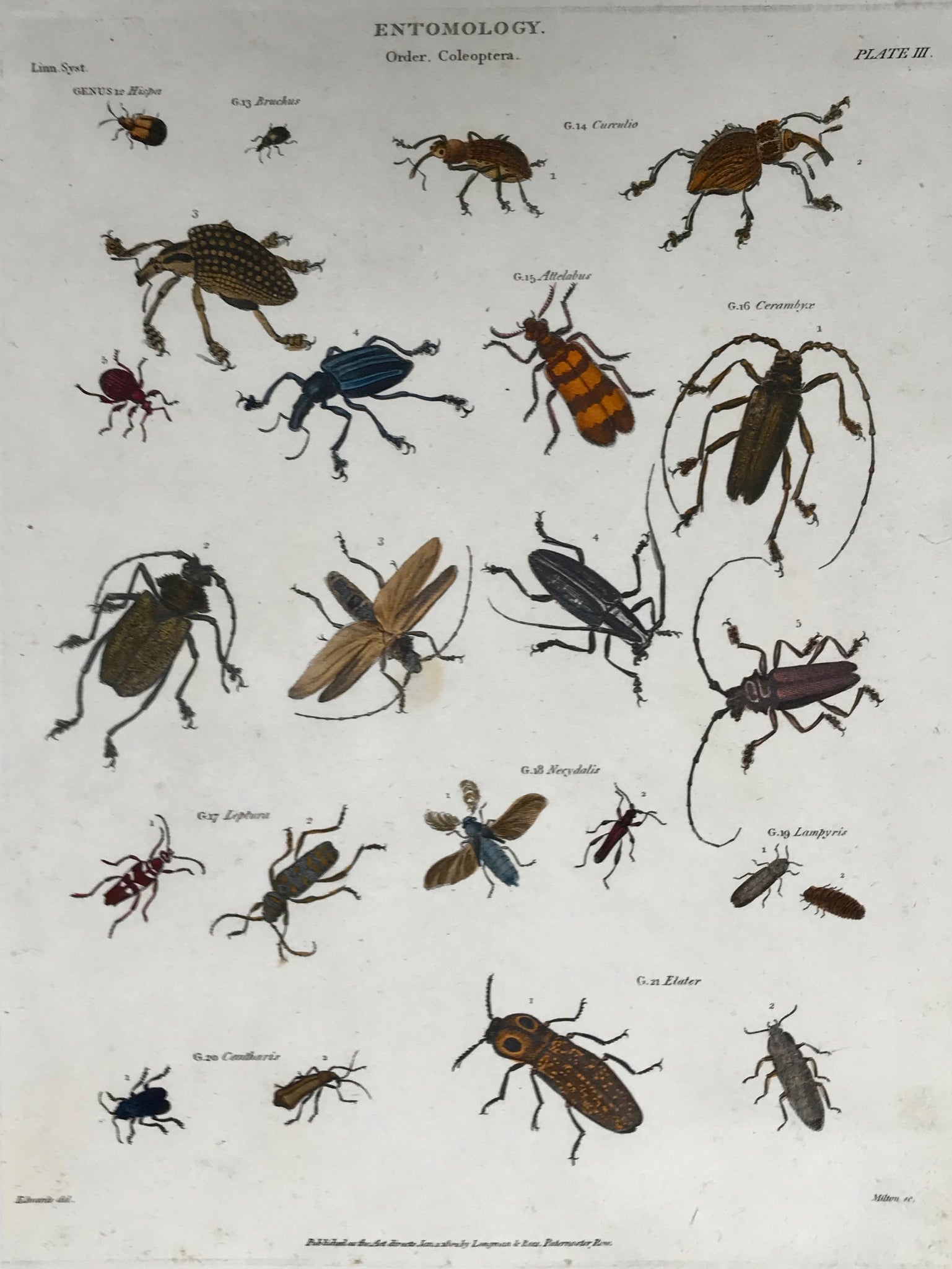 "Entomology" "Order Coleopetra"  Published Jan. 1802. Scattered spotting.