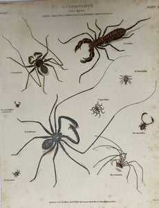 Entomology. Order Aptera- Genus Tarantula, G. Phalangium, G. Nymphion, G. Pycnogonum.  Published April 1, 1810. Light spotting and browning of edges. Left margin edge is frayed from binding.