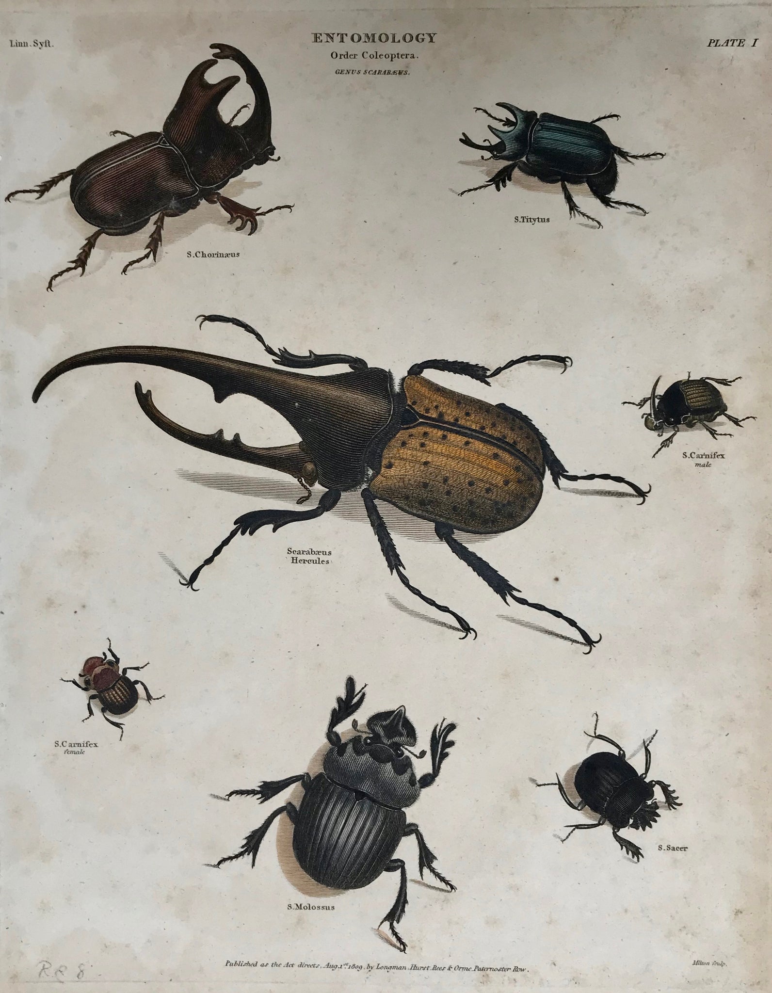 "Entomology" "Order Coleopetra" "Genus: Scarabaeus"  Published Aug. 1809. Scattered spotting.