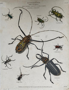 INSECT251865