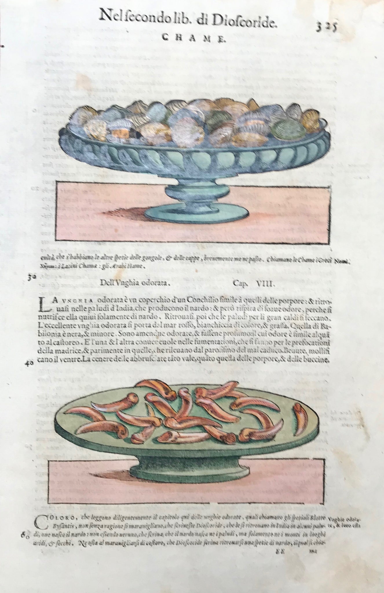 Chame  Woodcut by Pietro Andrea Mattioli (1500-1577). Published 1571. Reverse side is printed with text in Italian. Fine, recent hand coloring. Some light scattered spotting and light age toning. 400 years have left their signs of age!