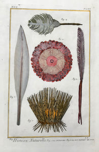 Histoire Naturelle, Fig. 1. et 2. Oursins. Fig. 3, 4 et 5. Plumes de Mer. (sea urchins, sea pens)  Copper etching published in "Histoire Naturelle", 1751 in Paris. Modern hand coloring. Fraying on left margin edge from binding. interior design, wall decoration, ideas, idea, gift ideas, present, vintage, charming, special, decoration, home interior, living room design