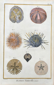 Histoire Naturelle, Oursins  Sea Urchin  Copper etching by Benard after Martinet for "Histoire Naturelle", published 1751 in Paris. interior design, wall decoration, ideas, idea, gift ideas, present, vintage, charming, special, decoration, home interior, living room design