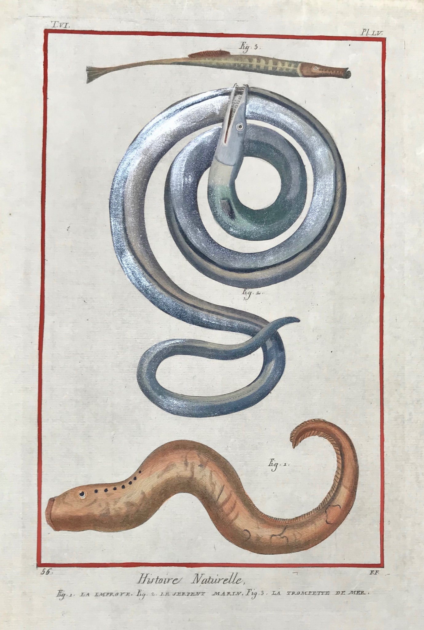 Fig. 1. La Lmproye. Fig. 2. Le Serpent Marin. Fig 3. La Trompette De Mer  Copper etching by Benard after Martinet for "Histoire Naturelle", published 1751 in Paris. Binding marks on left margin edge.