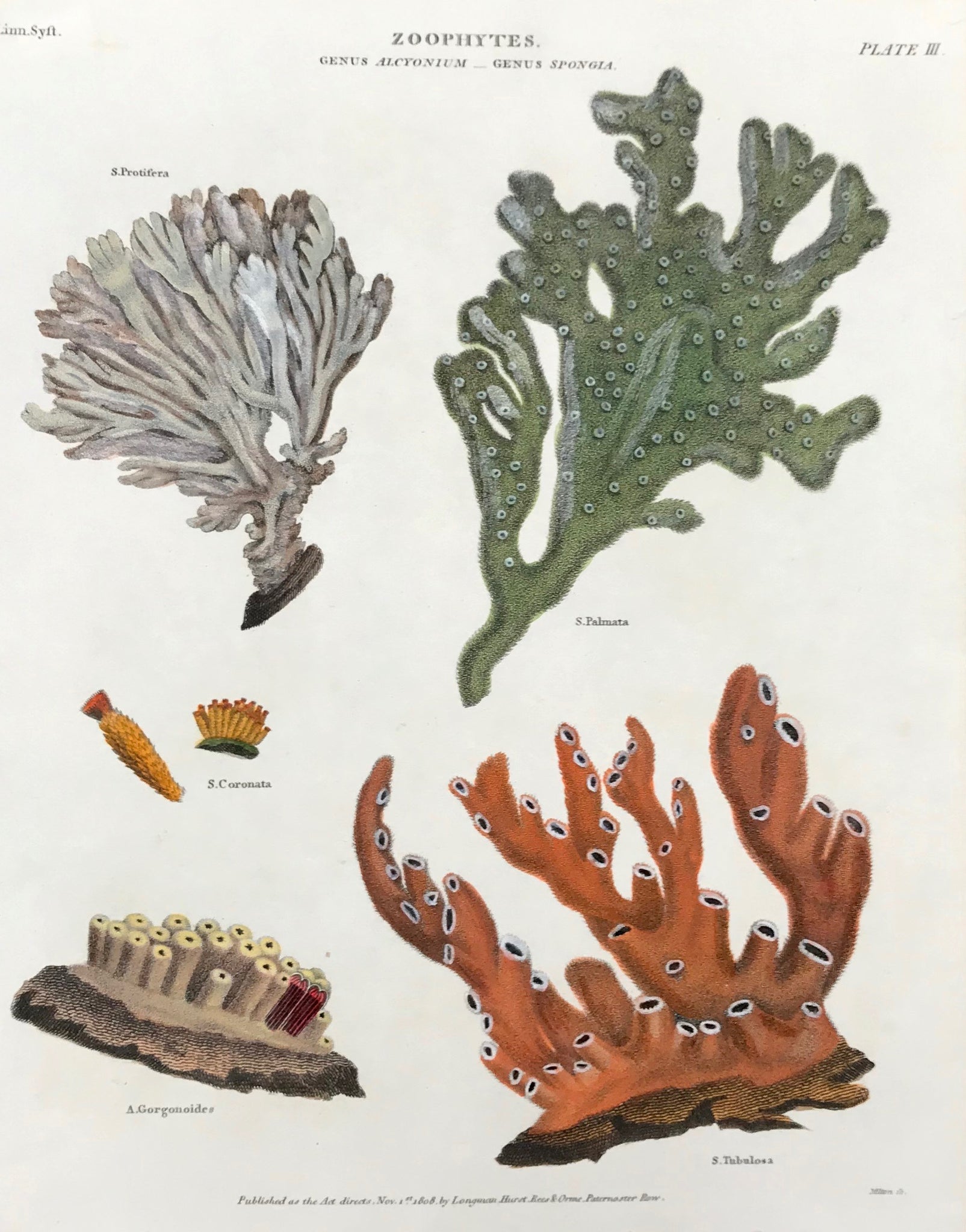 Zoophytes.  Genus Alcyonium - Genus Spongia  Copper engraving by Milton, dated Nov. 1, 1808. Modern hand coloring.