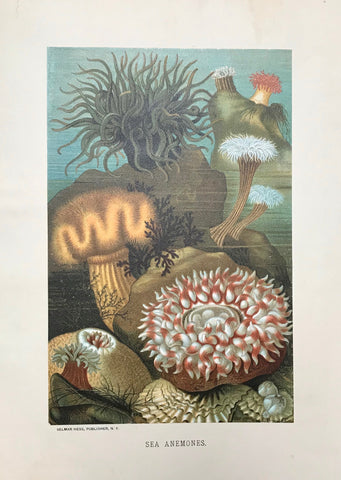 Sea Anemones  Chromolithograph published by Selmar Hess, 1898 in New York. Lithograph is mounted on backing. Wide margins. Browning on right margin edge. Repaired tear in upper left margin corner.