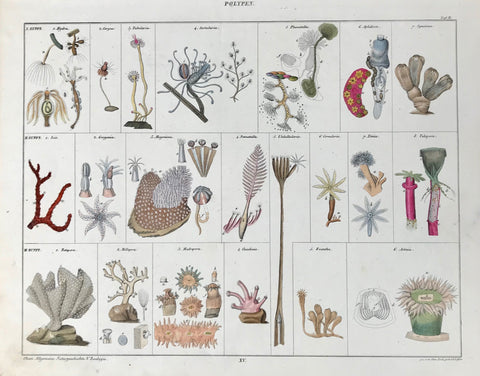 Polypen  Lithograph by C. Schach after Conr. Kull, ca 1840 from "Oken's Allgemeine Naturgeschichte". Original hand coloring. Print has a few very minor spots and some smudging in lower left margin corner.