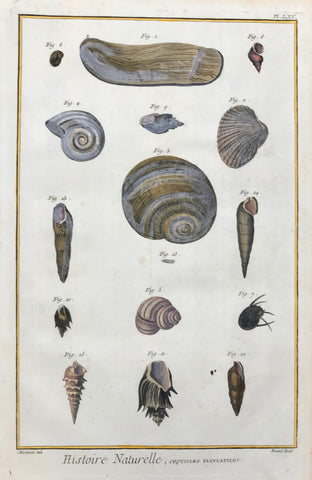 Histoire Naturelle, Coquilles Fluviatiles  Copper etching by Benard for "Histoire Naturelle", published 1751 in Paris. Modern hand coloring. Small, repaired hole in lower part of image. Light browning on right and upper margin edges.