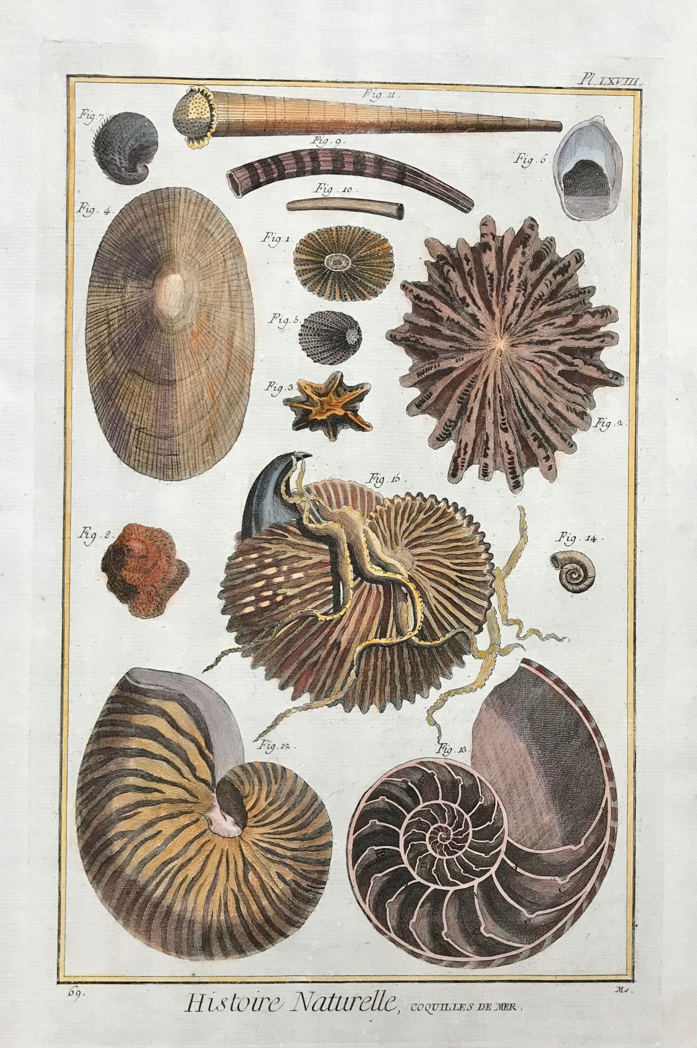 Histoire Naturelle, Coquilles de Mer  Copper etching from "Histoire Naturelle", published 1751 in Paris. Recent hand coloring.