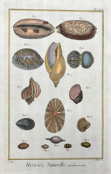 Histoire Naturelle, Coquilles de Mer  Copper etching by G. Monaco for "Histoire Naturelle", published 1751 in Paris. Recent hand coloring.