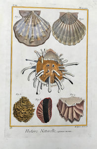 Histoire Naturelle, Coquilles de Mer  Copper etching by Bart for "Histoire Naturelle", published 1751 in Paris.