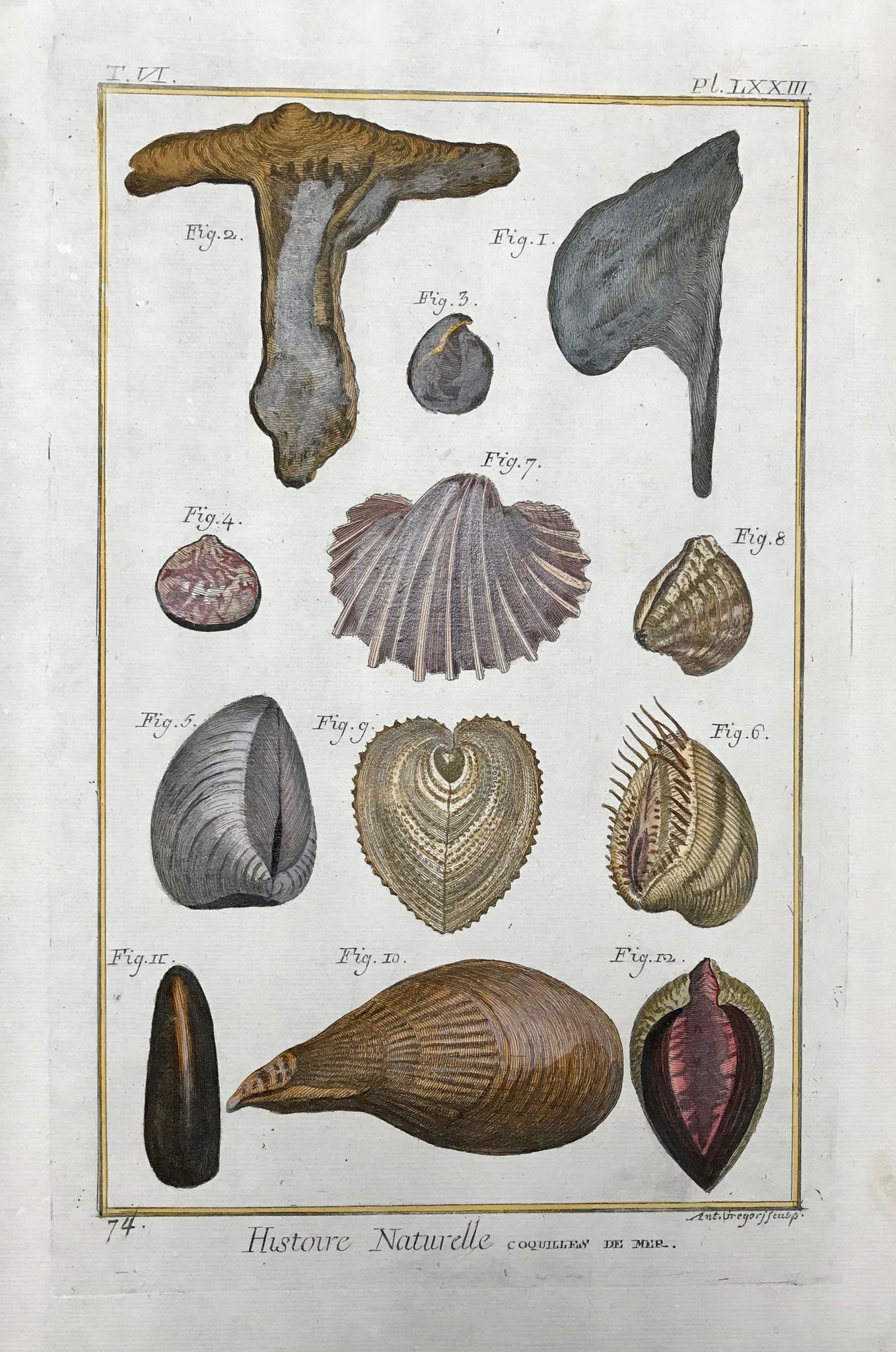 Histoire Naturelle, Coquilles de Mer