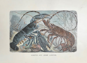 "Lobster and Spiny Lobster"  Wood engraving ca 1885. Modern ahnd coloring.  13 x 21 cm ( 5.1 x 8.2 ")