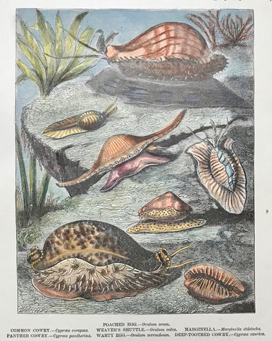 Poached Egg, Ovulum ovum, Common Cowry, Cypraea europea, Weaver's Shuttle, Ovulum volva. Marginella, Marginella diadocha,  Panther Cowry, Cypraea pantherina, Warty Egg, Ovulum verrucosum, Deep-toothed Cowry, Cypaea caurica