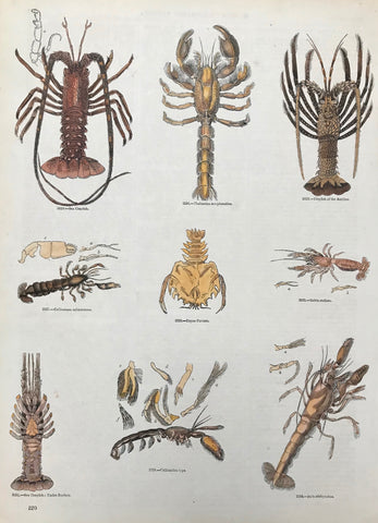 Sea Crayfish, Thalassia scorpionides, Crayfish of the Antilles, Callianassa subterranea, Eryon Cuvieri, Gebia stellata, Sea Crayfish (under surface), Callianidea typa, Axia Stirhynchus  Wood engravings from an illustrated work ca 1875. Recent hand coloring.