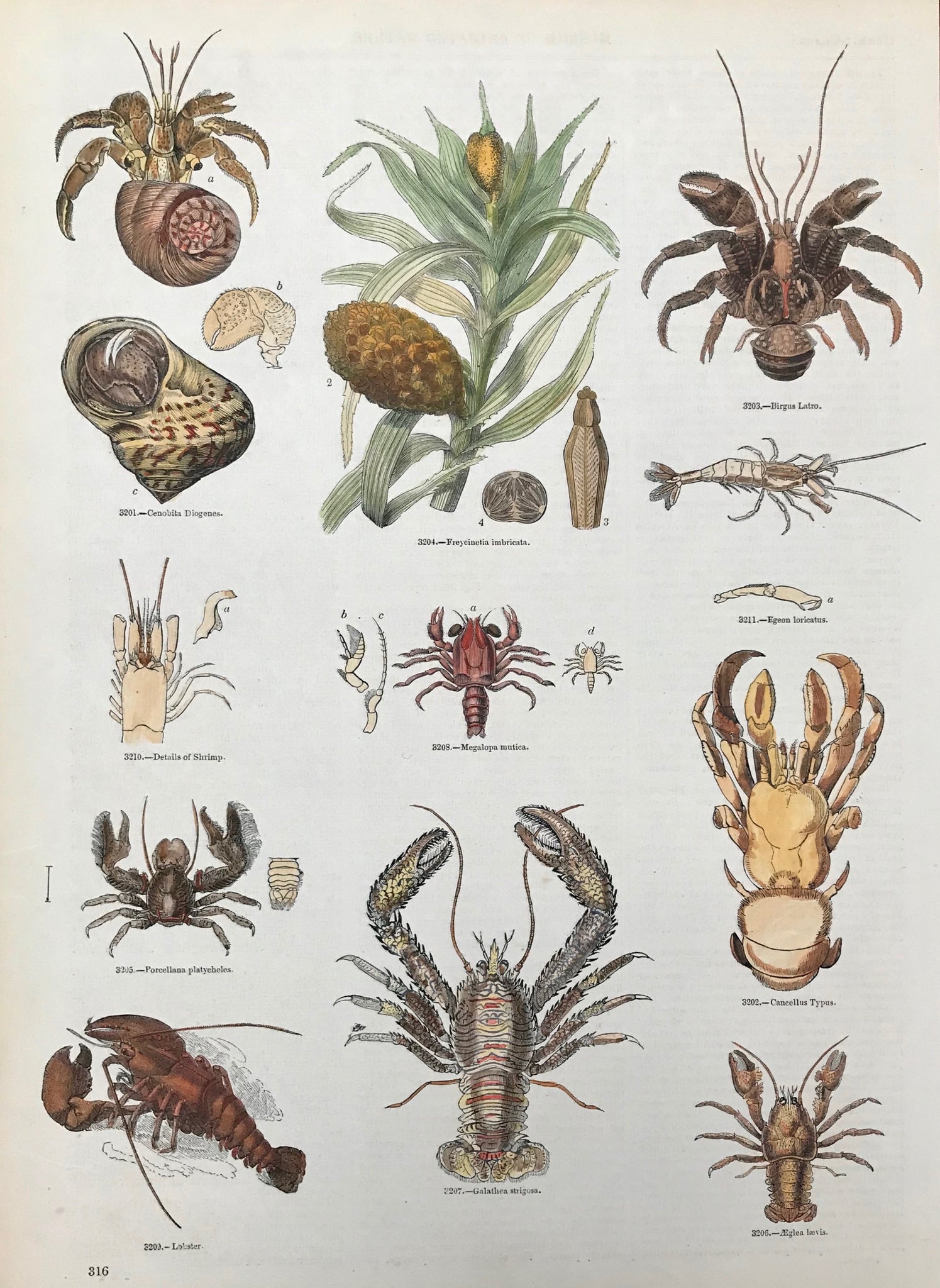 Cenobita Diogenes, Freycinetia imbricata, Birgus Latro, Details of a shrimp, Megalopa mutica, Egeon loricatus, Porcellana platycheles, Cancellus Typus, Lobster, Galathea Strigosa, Aeglea laevis  Wood engravings from an illustrated work ca 1875. Recent hand coloring. On the reverse side is text (in English) about these animals.