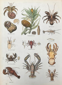 Cenobita Diogenes, Freycinetia imbricata, Birgus Latro, Details of a shrimp, Megalopa mutica, Egeon loricatus, Porcellana platycheles, Cancellus Typus, Lobster, Galathea Strigosa, Aeglea laevis  Wood engravings from an illustrated work ca 1875. Recent hand coloring. On the reverse side is text (in English) about these animals.