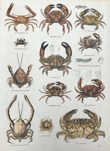 Podophthalmus vigil, Eriphia spinifrons, Thalamitor nator, Piremela dinticulata, Xantho floridus, Eriphia Gonagra, Eye, Orbit and Jaw-foot of Pedophthalmus, Corystes Cassivelaunnus: Female, Erphia Laevimana, Rupella tenax, Corystes Cassivelaunus: Male, This polita, Zozymus aenus  Wood engravings from an illustrated work ca 1875. Recent hand coloring. On the reverse side is text (in English) about these animals.