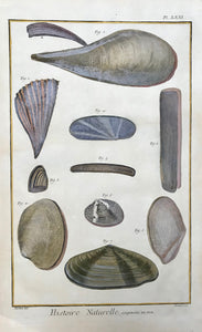 Histoire Naturelle, Coquilles de Mer  Copper etching by Benard after Martinet for "Histoire Naturelle", published 1751 in Paris. Modern hand coloring. Margin edges show light browning.