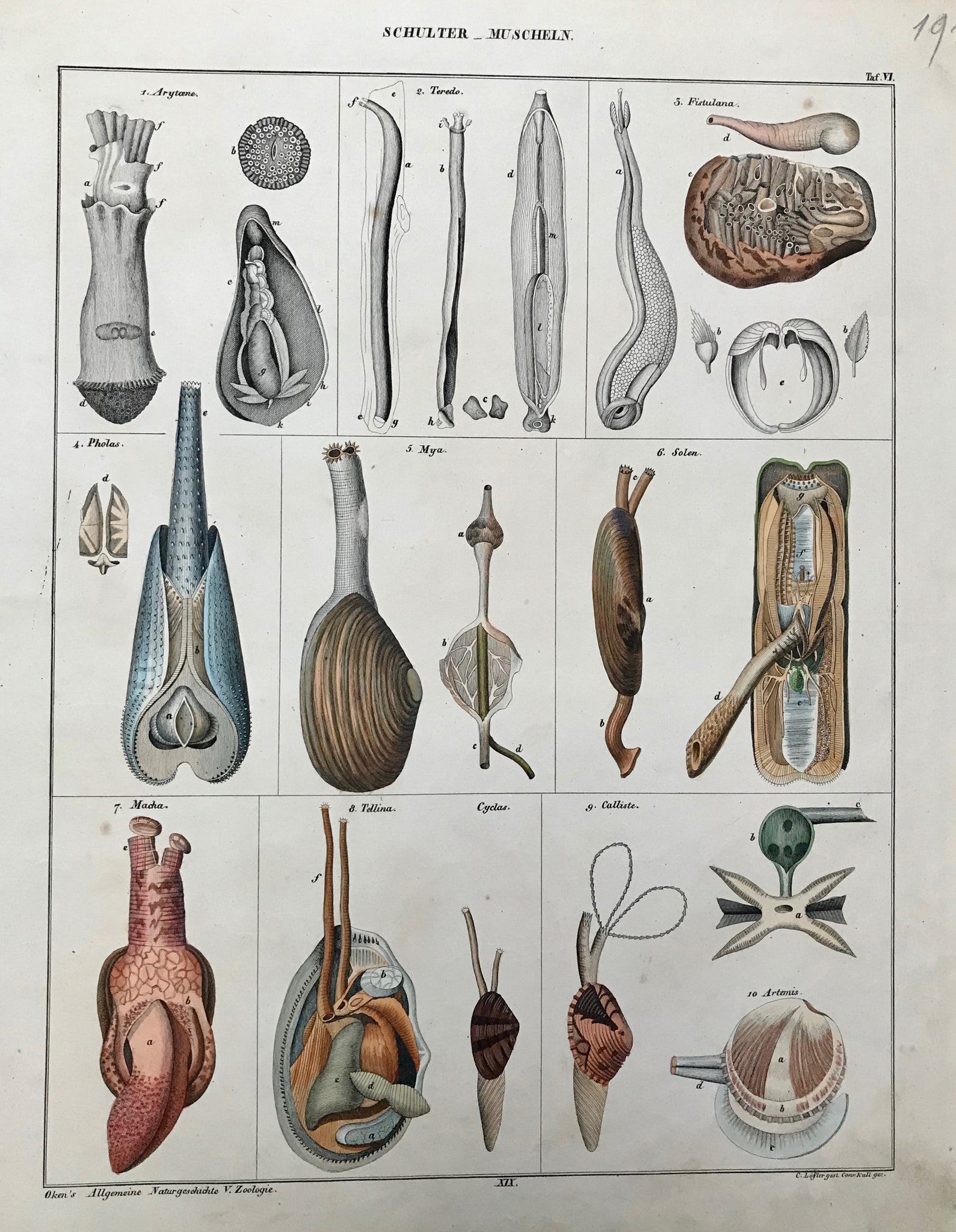Schulter - Muschelen  Lithograph by C. Schach after Conr. Kull, ca 1840 from "Oken's Allgemeine Naturgeschichte". Original hand coloring. Print has asmall spot on left margin and some light smudging in margins.