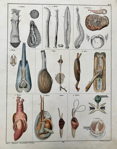 "Schulter Muscheln"  Arytoene, Teredo, Fistulana, Pholas, Mya, Solen, Macha, Tellina, Cyclas, Calliste  Steel engraving by C. Loeffler and Conr. Kull for "Okens Allgemeine Naturgeschichte" ca 1845. Original hand coloring. Minor signs of age and use.