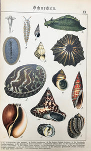 "Schnecken" Below the image are the names of the above shellfish images.  Chromolithograph ca 1880. Minor signs of age and use. Crease in lower margin.