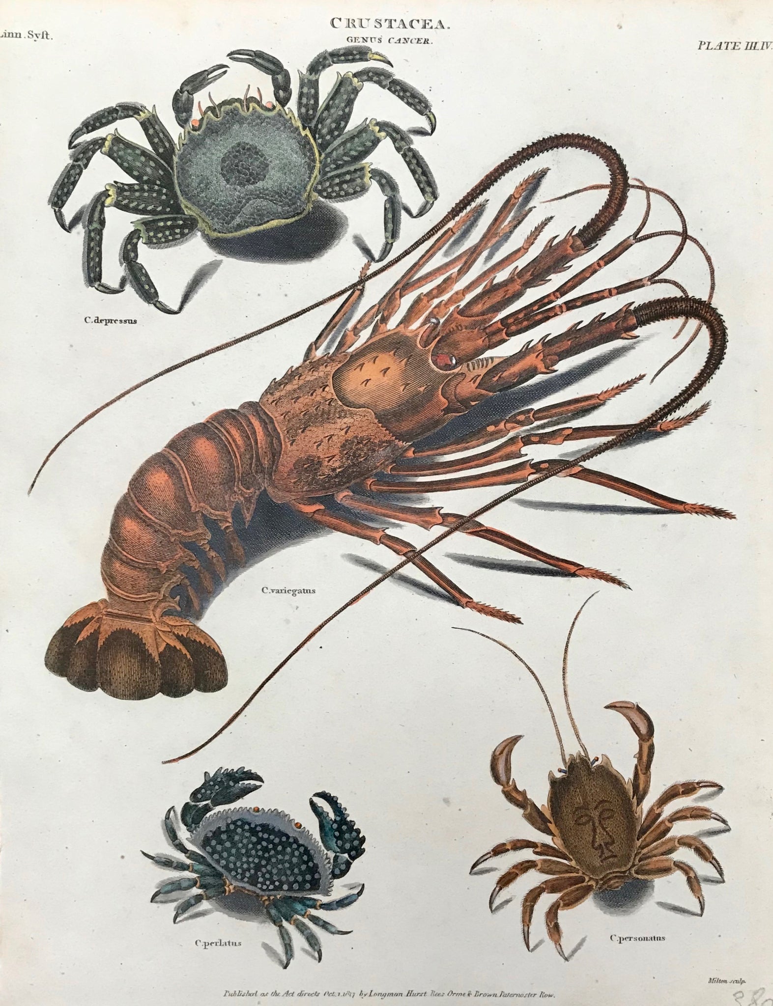 "Crustacea. Genus Cancer"  Copper engraving by Milton. Dated October 1, 1817. Attractive hand coloring. Minor creases on left margin edge.