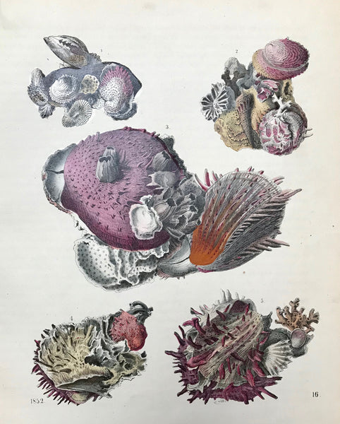 No title.  Wood engraving dated 1852. Very fine original hand coloring. Extra page of text included. In the text are the following names of the shells and sea creatures: Chama Lazarus, MilleporeAnthophyllum, Turritelle, Spondylus americanus, serpula, sea tulips, Astrea sexradiata, Arca, Plagiostoma.