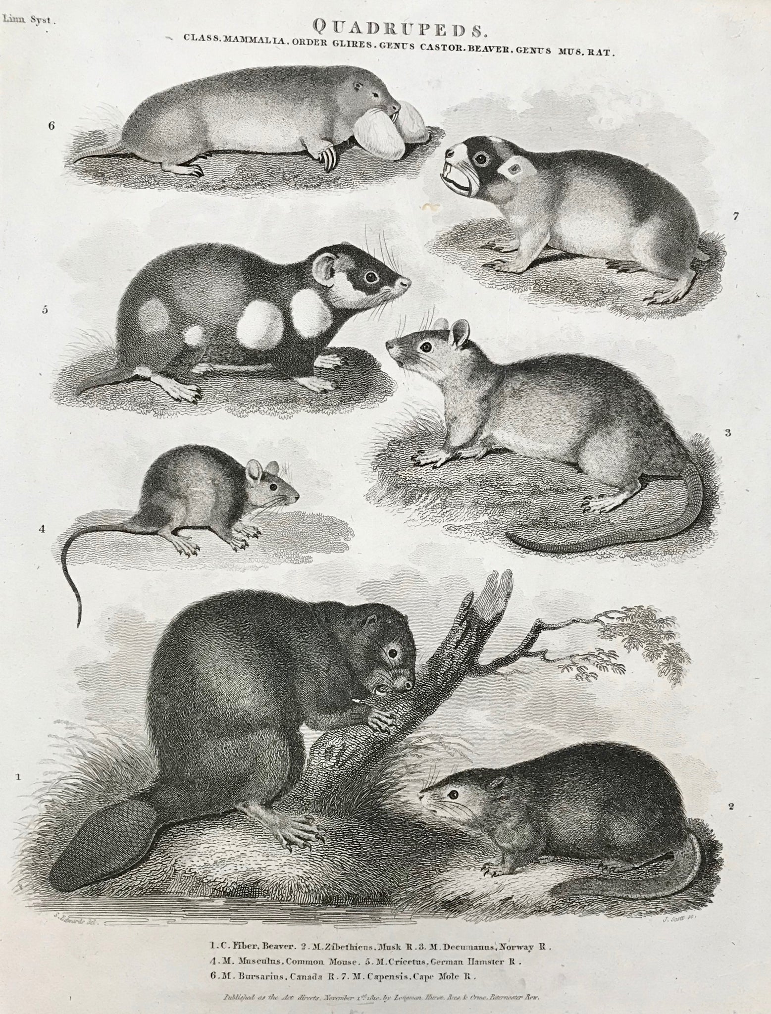 Quadrupeds Class. Mammalia. Order Glires Genus Castor. Beaver Genus Mus. Rat  1. C. Fiber Beaver. 2. M. Ziberthiens. Musk R. 3. M. Decumanus, Norway R. 4. M. Musculus, Comon Mouse 5. M. Cricutus, German Hamster R. 6. M. Bursarius, Canada R. 7. M. Capensis, Cape Mole R.