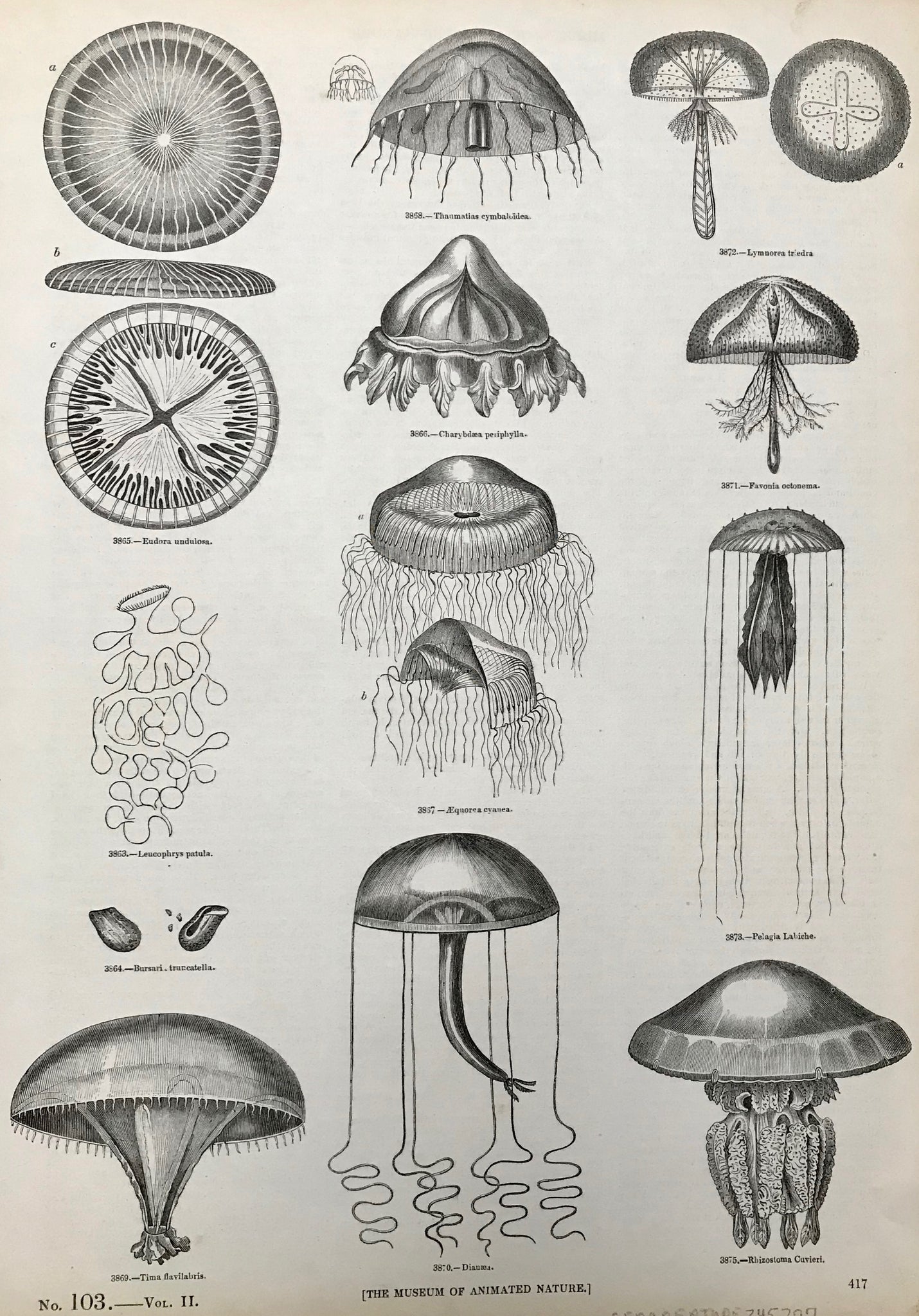 Marine life: no title, Jellyfish