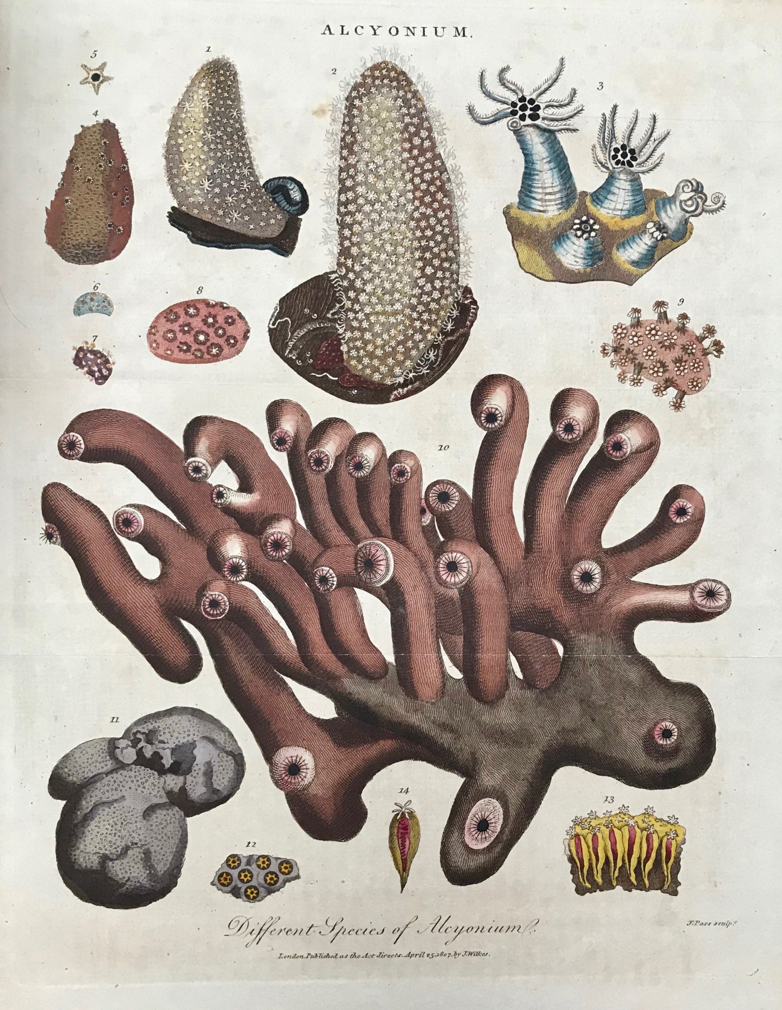 "Different Species of Alcyonium"  Copper engraving by J. Pass dated 1807. Original hand coloring.  Hardly visible fold lines to fit original book size.