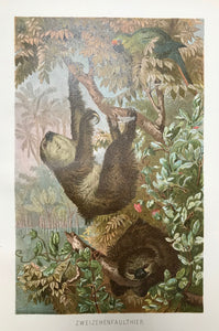 "Zweizehenfaultier" (Choloepus didactylus - two-toed sloth )  Chromolithograph published 1895. Good condition.