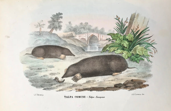 "Talpa Comune - Talpa Europea "  Moles - Maulwurf  Fine lithograph by Lorenzo after Petraroja. Original hand coloring. Extra page of text in Italian about these shrews.  Rare and beautiful lithograph from the "Atlante Zoologico Popolare" published in Naples (1863) by Giovanni Boschi. The lithograph was made by Raimondo Petraroja. 