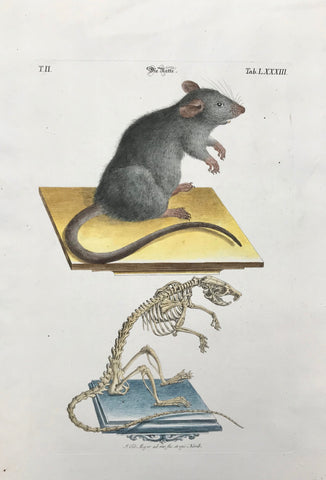 Rat: Die Ratte  Copper engraving by J. Meyer for Johann Michael Seligmann, ca 1760. Modern hand coloring.