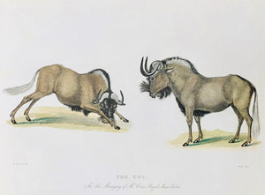 The Gnu  In the Menagery of M. Cross Royal Mews London  Engraved by J. Webb after W. Panormo.  From: "THE WONDERS OF THE ANIMAL KINGDOM"  Exibiting Delineations of the most distinguished Wild Animals in the various menageries of this country  Published by Thomas Kelly in London, 1829