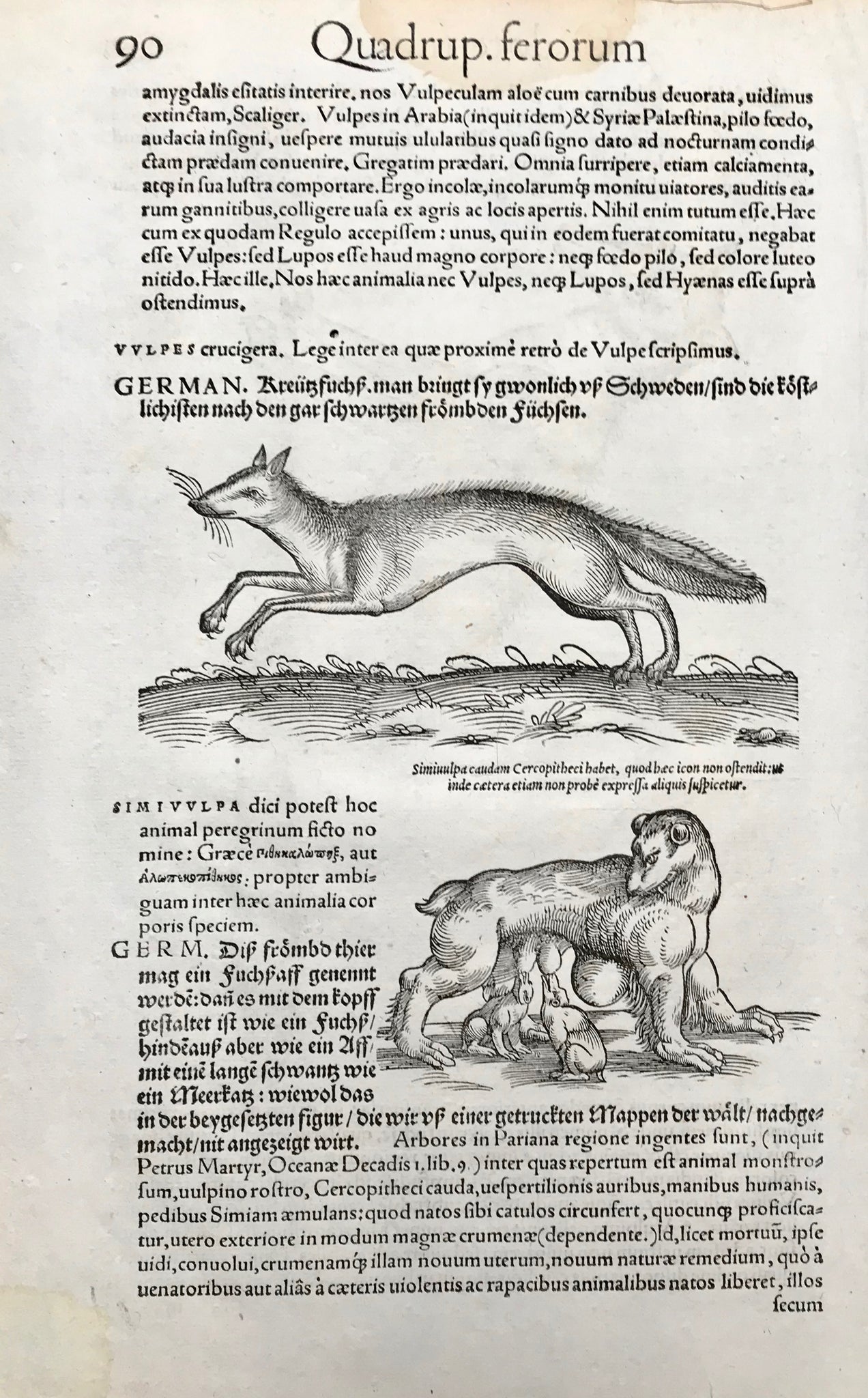 Frontside  Height of fox: 20 cm ( 7.8 ")  Reverse side Length of fox: 14 cm ( 5.5 ")  No title  Woodcuts by Pietro Andrea Mattioli ca 1570. Brown spot at top of page. A few minor scattered spots. One small wormhole in image.