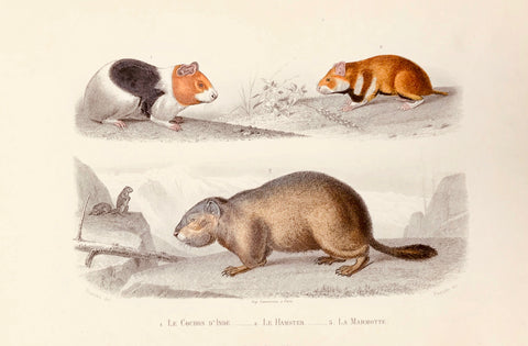 1. Le cochine D'Inde. 2. Le Hamster. 3. La Marmotte.  Steel engraving by Paquien after Travies, ca 1860. Original hand coloring.