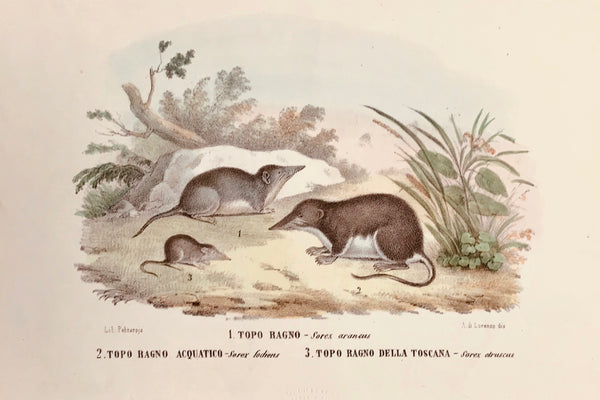 Animals, Topo Ragno, Sorex araneus, Topo Ragno Acquatico, Sorex fodiens, Topo Rgno Della Toscana, Sorex etruscus