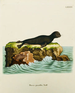 "Phoca pusilla Buff"  Copper etching by L.S. Leitner after De Seve, ca 1800. Original hand coloring. Except for light browning of right margin edge, the print is in Very Good condition.