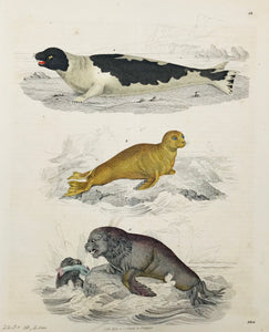 Seals: No title.  Wood engraving published by Schach in Stuttgart. Dated 1843. Pleasant original hand coloring.