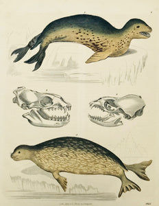 Seals: No title.  Wood engraving published by Schach in Stuttgart. Dated 1845. Pleasant original hand coloring.