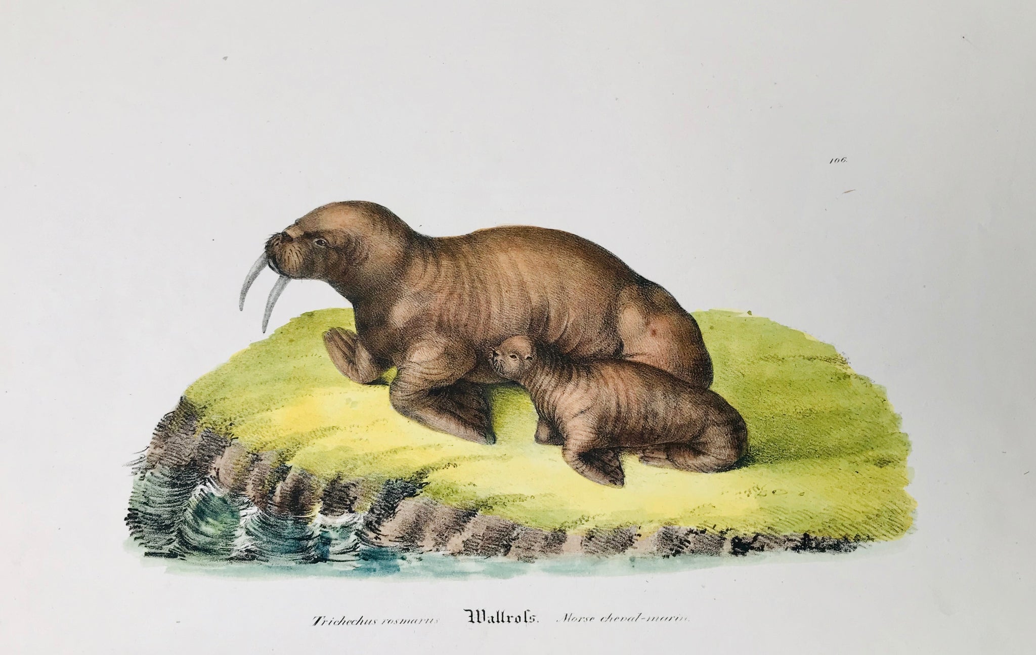 Walrus. Trichechus rosmarus Wallross Morse cheval-marin  Anonymous lithograph ca 1860. interior design, wall decoration, ideas, idea, gift ideas, present, vintage, charming, special, decoration, home interior, living room design