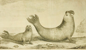 A Sea-Lion and Lioness  Copper etching, ca 1780. Anonymous. Print has 2 vertical folds to fit book size. Light parallel creases along folds.