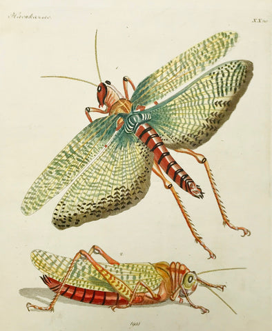 Grasshopper (Grillus cristatus)  Copper etching in original hand coloring, ca 1820. Text page with a description in French, Russian and German is included.