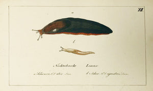 Nachtschnecke Limax  Copper engraving ca 1800. Original hand coloring.