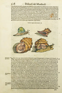 Discorsi del Matthioli  Chiocciole  Woodcut by Pietro Andrea Matthioli in the Italian edition published in 1568.