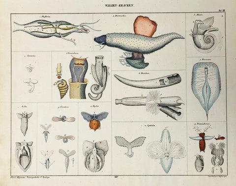 "Walzen Krachen"  Steel engraving after Conr. Kull and C. Loeffler from "Okens Allgemeine Naturgeschichte " ca 1845. original hand coloring. Original hand coloring. Small repaired hole in image. Very minor signs of age and use in margins.