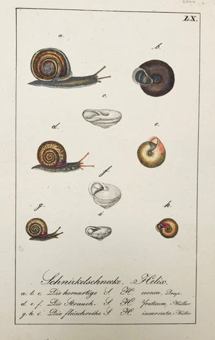 Schnirkelschnecke Helix  Copper engraving ca 1800. Original hand coloring.  18.2 x 10.6 cm ( 7.3 x 4.2 ")