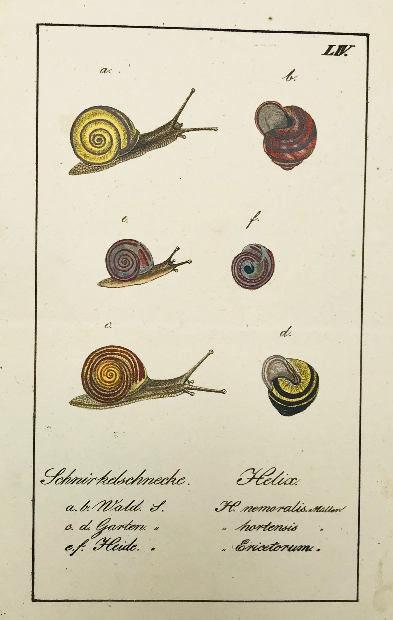 Schnirkelschnecke Helix  Copper engraving ca 1800. Original hand coloring. Hardly visible horizontal fold.  18.5 x 10.5 cm ( 7.3 x 4.2 ")