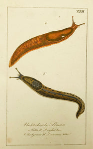 Nachtschnecke Limax  Copper engraving ca 1800. Original hand coloring. Light spot in lower left.